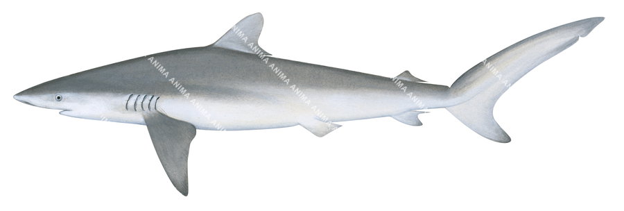 Silky Shark-2,Carcharhinus falciformis,Scientific illustration by Roger Swainston