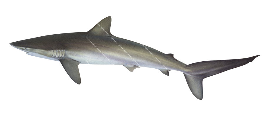 Swimming Silky Shark,Carcharhinus falciformis,High quality illustration by R.Swainston