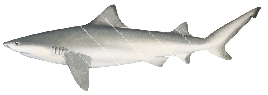 Speartooth Shark,Glyphis glyphis,High quality illustration by R.Swainston