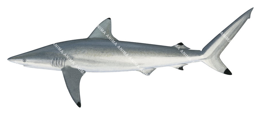  Adult Spinner Shark,Carcharhinus brevipinna|High quality scientific illustration by Roger Swainston