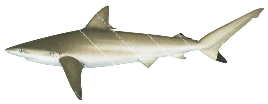 Spot-tail Shark,Carcharhinus sorrah,High quality illustration by R.Swainston