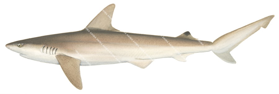 Whitecheek Shark,Carcharhinus dussumieri,Scientific illustration by Roger Swainston