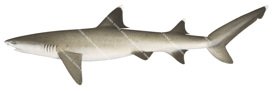 Whitetip Reef Shark,Triaenodon obesus,High quality illustration by R.Swainston