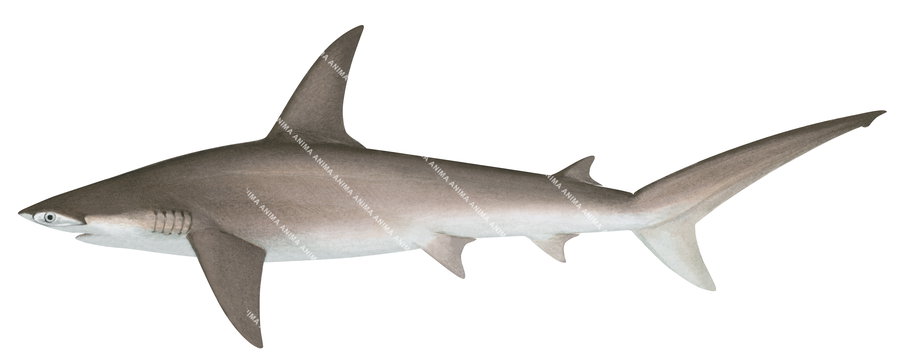 Great Hammerhead,Sphyrna mokarran,Scientific illustration by Roger Swainston