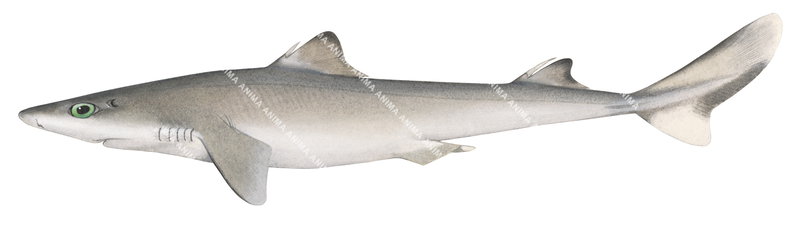 Male Eastern Longnose Spurdog,Squalus grahami,Scientific illustration by Roger Swainston