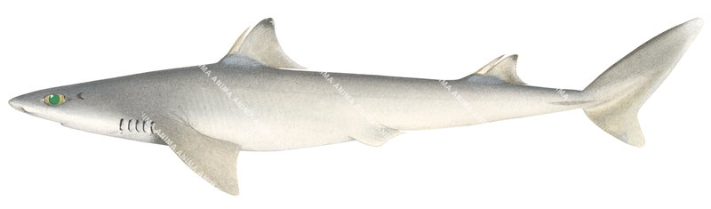 Fatspine Spurdog,Squalus crassispinus,Scientific illustration by Roger Swainston