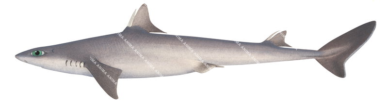 Western Highfin Spurdog,Squalus altipinnis,Scientific illustration by Roger Swainston