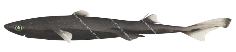 Pygmy Lantern Shark,Etmopterus fusus,Scientific illustration by Roger Swainston