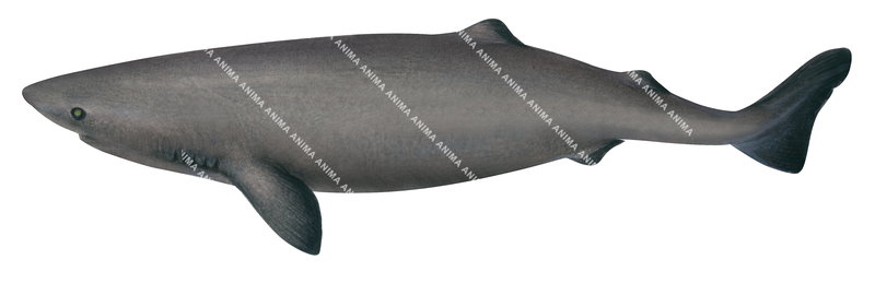 Swimming Southern Sleeper Shark,Somniosus pacificus,High quality illustration by R.Swainston