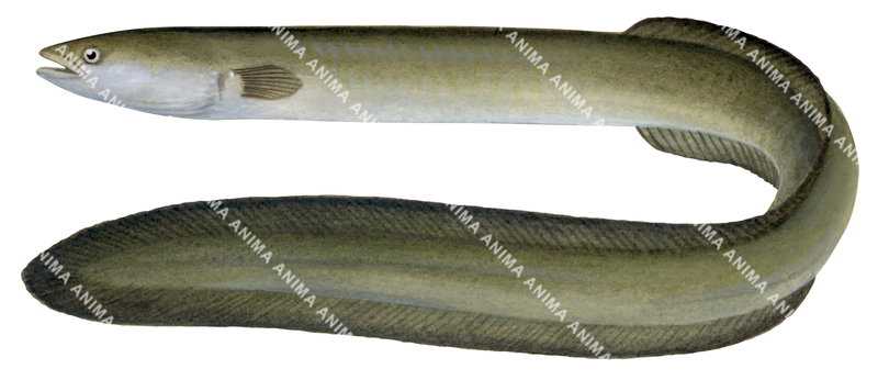 Pacific Shortfin Eel,Anguilla obscura,High quality illustration by R.Swainston