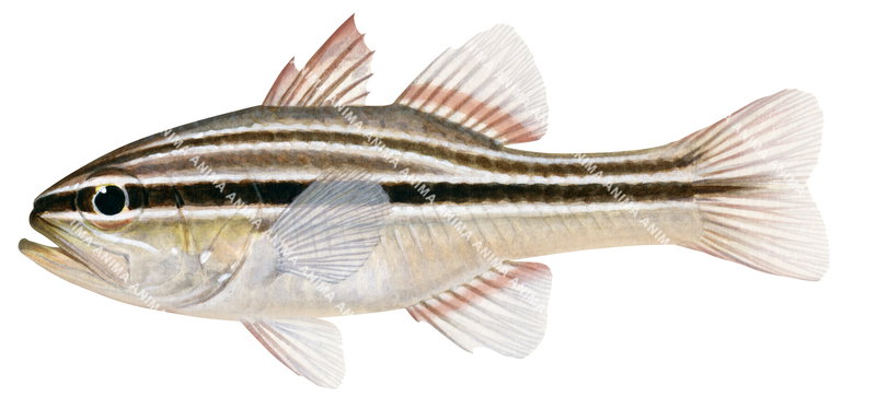 Striped Cardinalfish-2,Ostorhinchus fasciatus,High quality illustration by Roger Swainston2