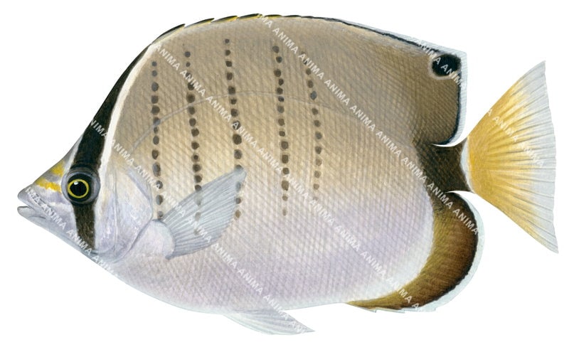 Western Butterflyfish,Chaetodon assarius,High quality illustration by Roger Swainston