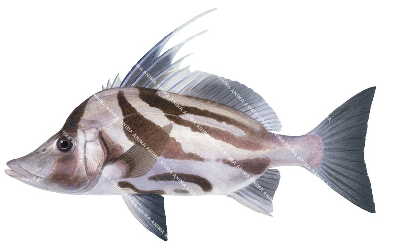 Female Giant Boarfish,Paristiopterus labiosus,High quality illustration by Roger Swainston