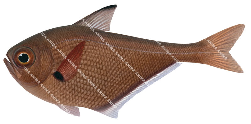 Oualan Bullseye-4,Pempheris oualensis,High quality illustration by Roger Swainston