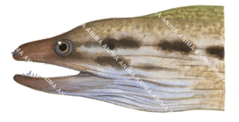 Pearly Moray ,Gymnothorax margaritophorus,High quality illustration by Roger Swainston