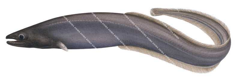 Grey Cutthroat Eel,Synaphobranchus affinis,High quality illustration by Roger Swainston