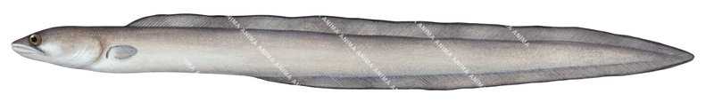 Blacklip Conger Eel,Congercinereus,High quality illustration by Roger Swainston