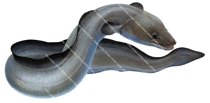 Conger Eel,Conger conger,High quality illustration by R.Swainston