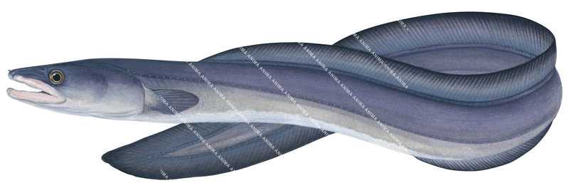 Southern Conger Eel,Conger verrauxi,High quality illustration by R.Swainston