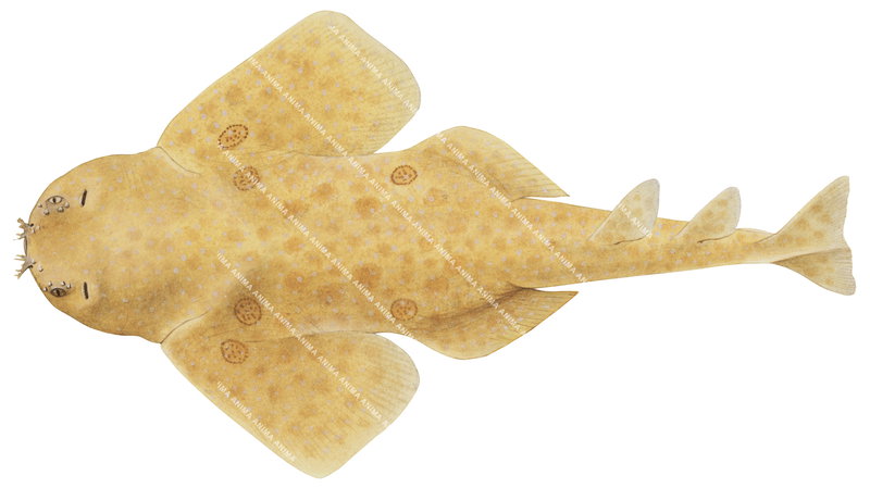 Ornate Angelshark-2,Squatina tergocellata,High quality illustration by Roger Swainston