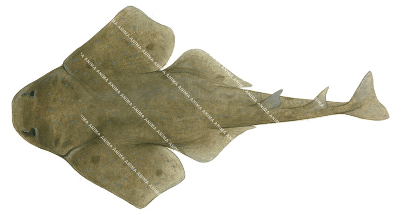 Ornate Angelshark-1,Squatina tergocellata,High quality illustration by Roger Swainston