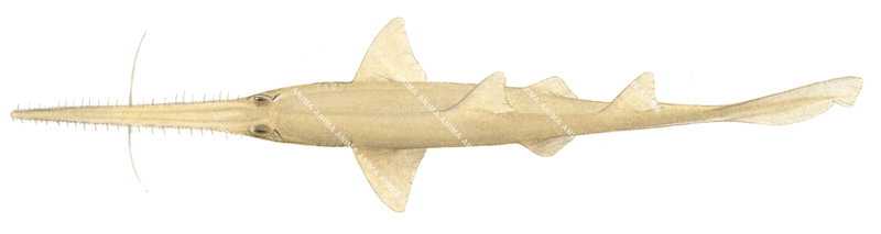 Tropical Sawshark,Pristiophorus delicatus,High quality illustration by Roger Swainston