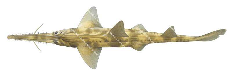 Common Sawshark-3,Pristiophorus cirratus,High quality illustration by Roger Swainston