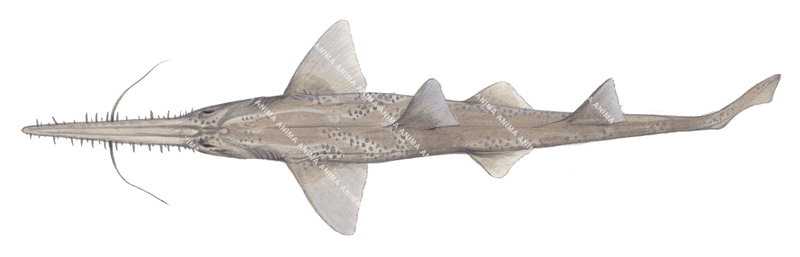 Common Sawshark-2,Pristiophorus cirratus,High quality illustration by Roger Swainston