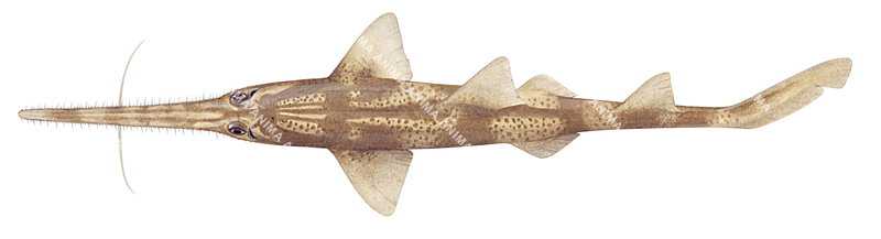 Common Sawshark-1,Pristiophorus cirratus,High quality illustration by Roger Swainston