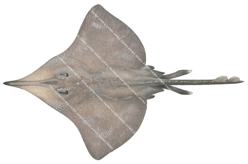 Deepwater Skate,Dipturus acrobelus,High quality scientific illustration by Roger Swainston