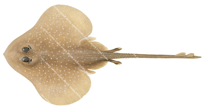 False Peacock Skate,Pavoraja pseudonitida,High Res Scientific illustration by Roger Swainston