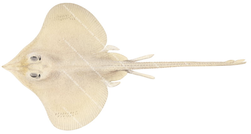 Ghost Skate,Notoraja hirticauda,High Res Scientific illustration by Roger Swainston