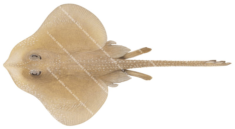 Sawback Skate,Leucoraja pristispina,Scientific fish illustration by Roger Swainston