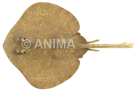 Southern Round Skate,Irolita waitii,Scientific fish illustration by Roger Swainston