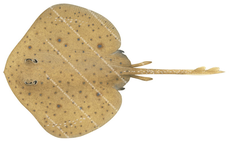 Western Round Skate,Irolita westraleinsis,High quality Illustration by R. Swainston