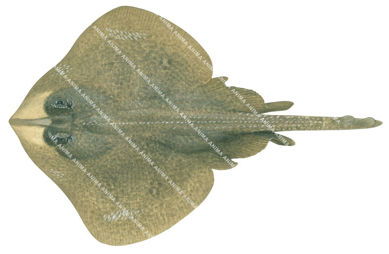 Thornback Skate,Dentiraja lemprieri,Scientific fish illustration by Roger Swainston