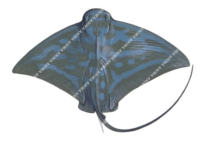 Southern Eagle Ray-2,Myliobatis tenuicaudatus,High quality illustration by Roger Swainston