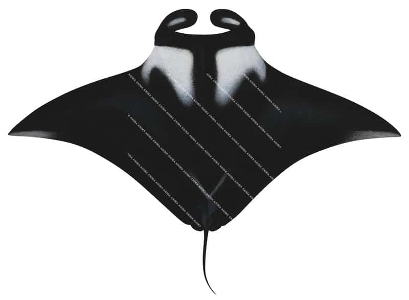 Oceanic Manta Ray-6,dorsal view,Manta birostris,High quality illustration by Roger Swainston