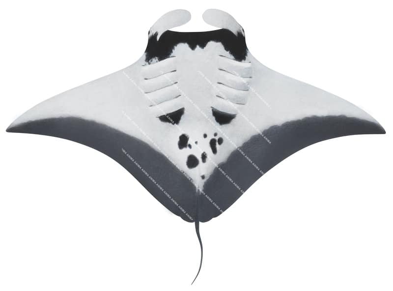 Oceanic Manta Ray-6,ventral view,Manta birostris,High quality illustration by Roger Swainston