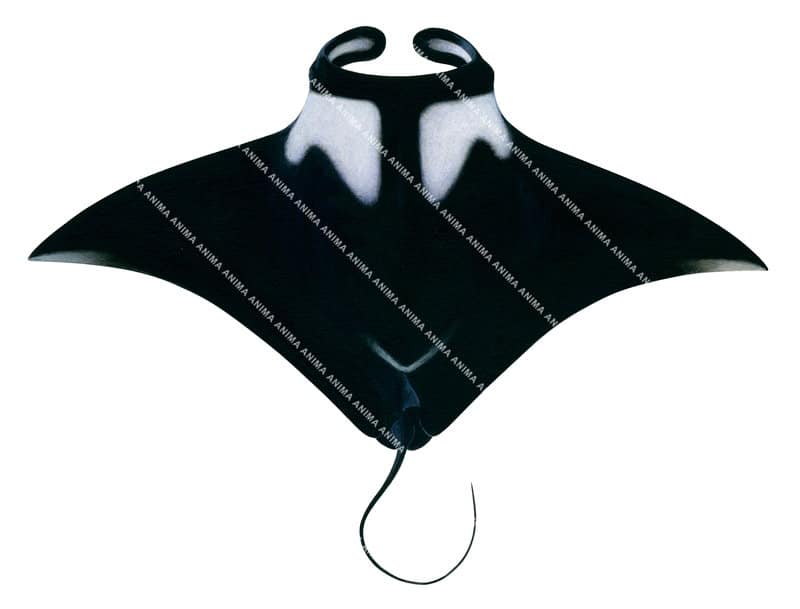 Oceanic Manta Ray-7,dorsal view,Manta birostris