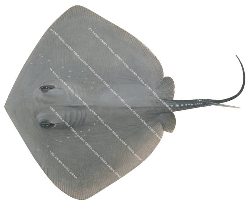 Smooth Stingray,Dasyatis brevicaudata,High quality illustration by Roger Swainston