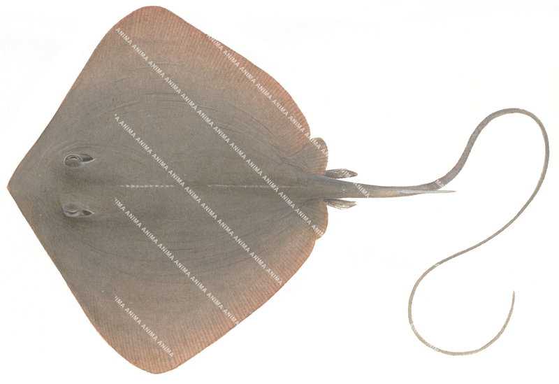 Dwarf Black Stingray,Dasyatis parvonigra,High quality illustration by Roger Swainston