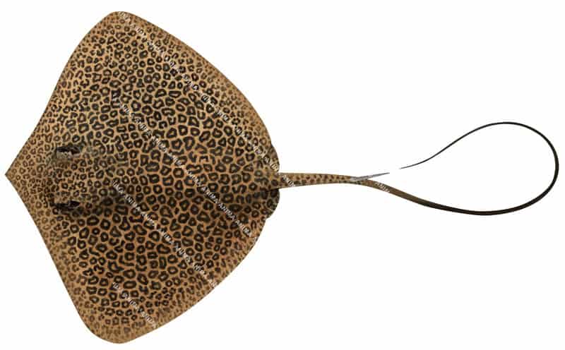 Leopard Whipray,Himantura leoparda,High quality illustration by Roger Swainston