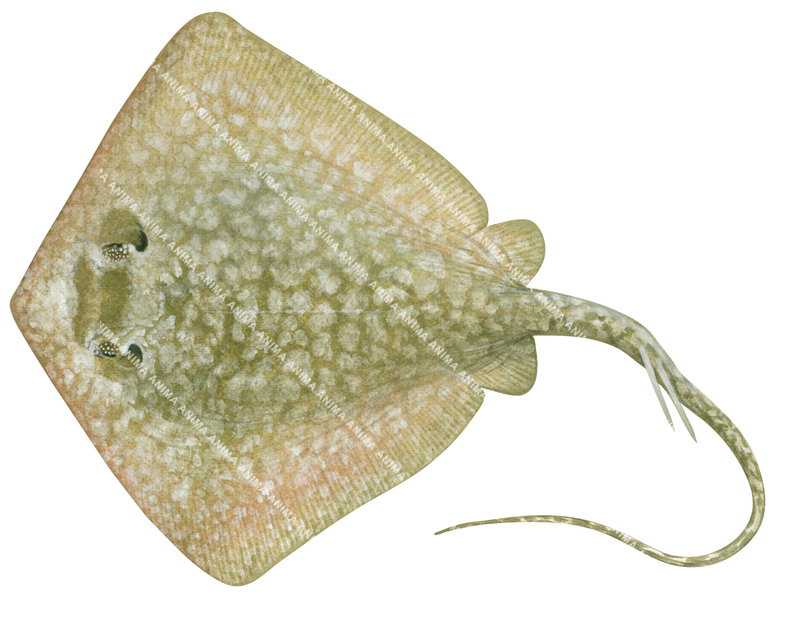 Painted Maskray,Neotrygon leylandi,High quality illustration by Roger Swainston