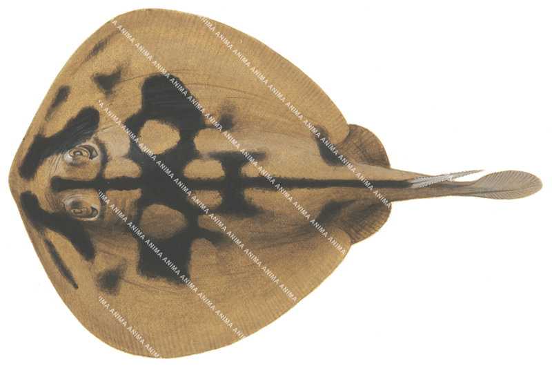 Banded Stingaree2,Urolophus cruciatus,High quality illustration by Roger Swainston