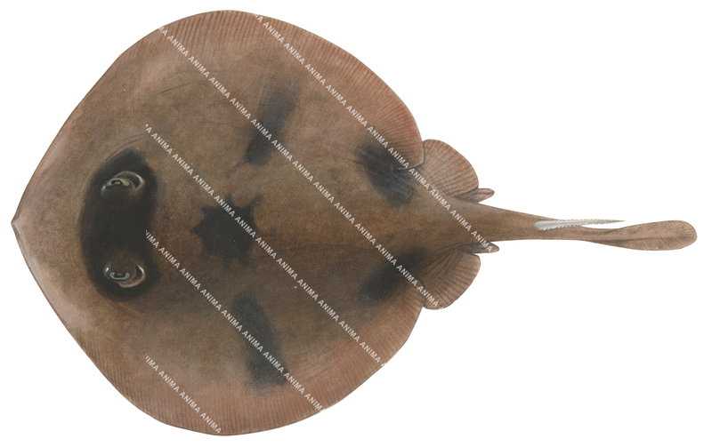 Coastal Stingaree,Urolophus orarius,High quality illustration by Roger Swainston