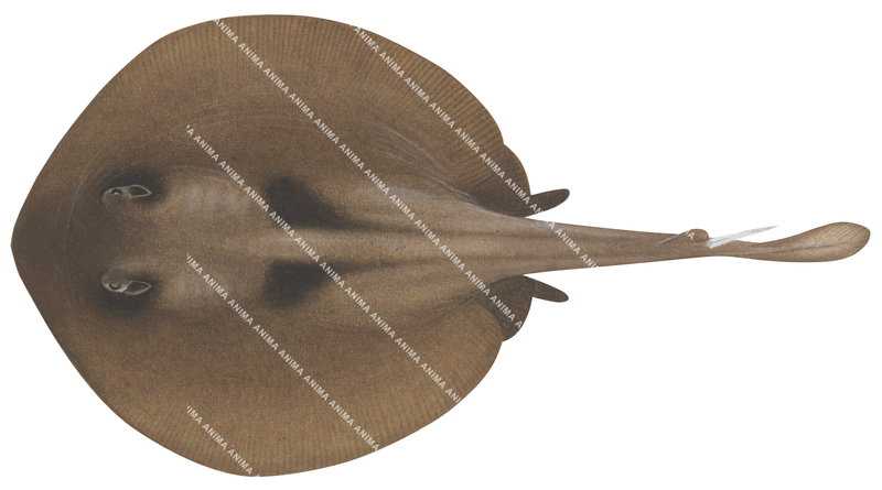 Striped Stingaree,Trygonoptera ovalis,High quality illustration by Roger Swainston