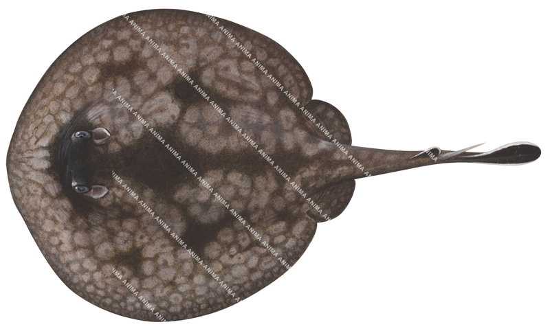 Spotted Stingaree,Urolophus gigas,High quality illustration by Roger Swainston