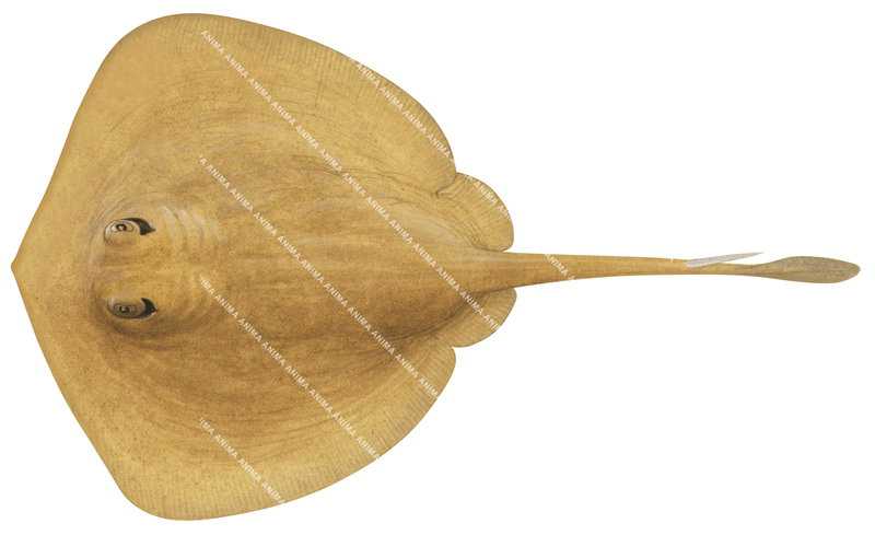 Lobed Stingaree,Urolophus lobatus,High quality illustration by Roger Swainston