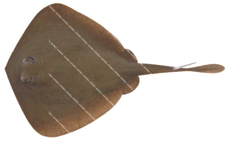 Greenback Stingaree,Urolophus viridis,High quality illustration by Roger Swainston